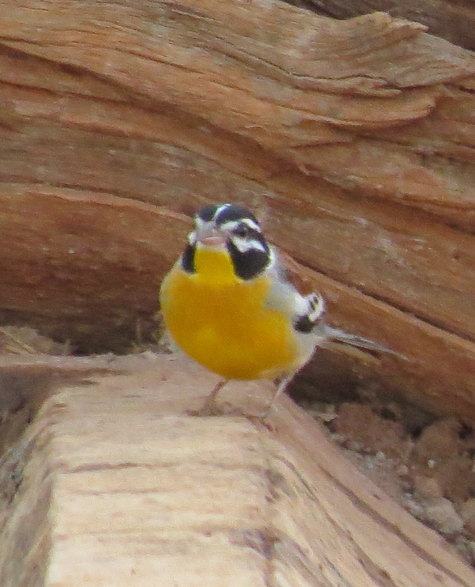 Golden-breasted Bunting - ML138906801