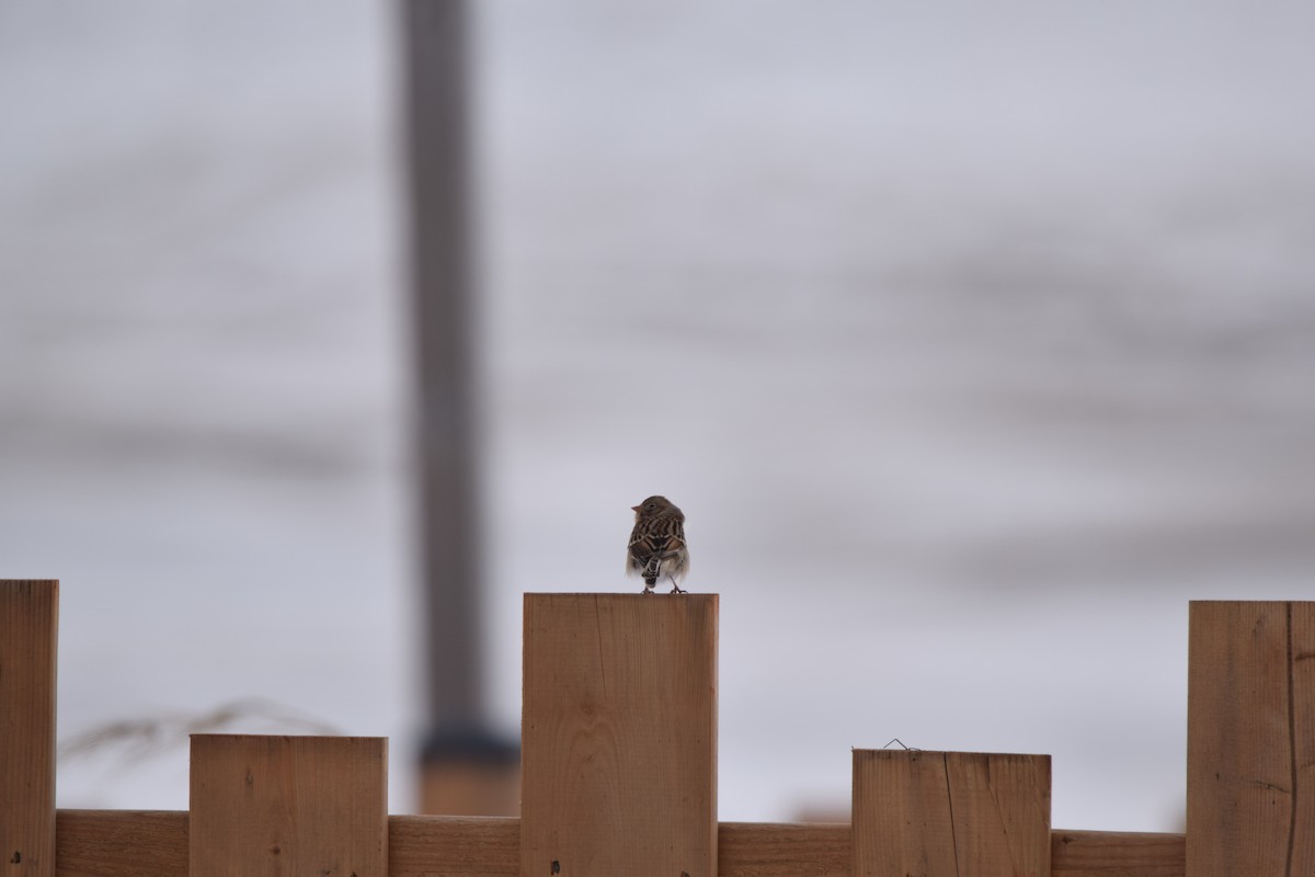Field Sparrow - Rex Martin