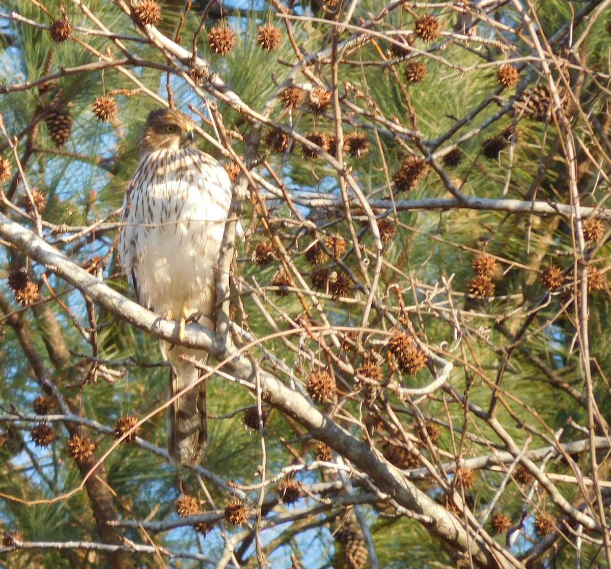 Cooper's Hawk - ML138906881