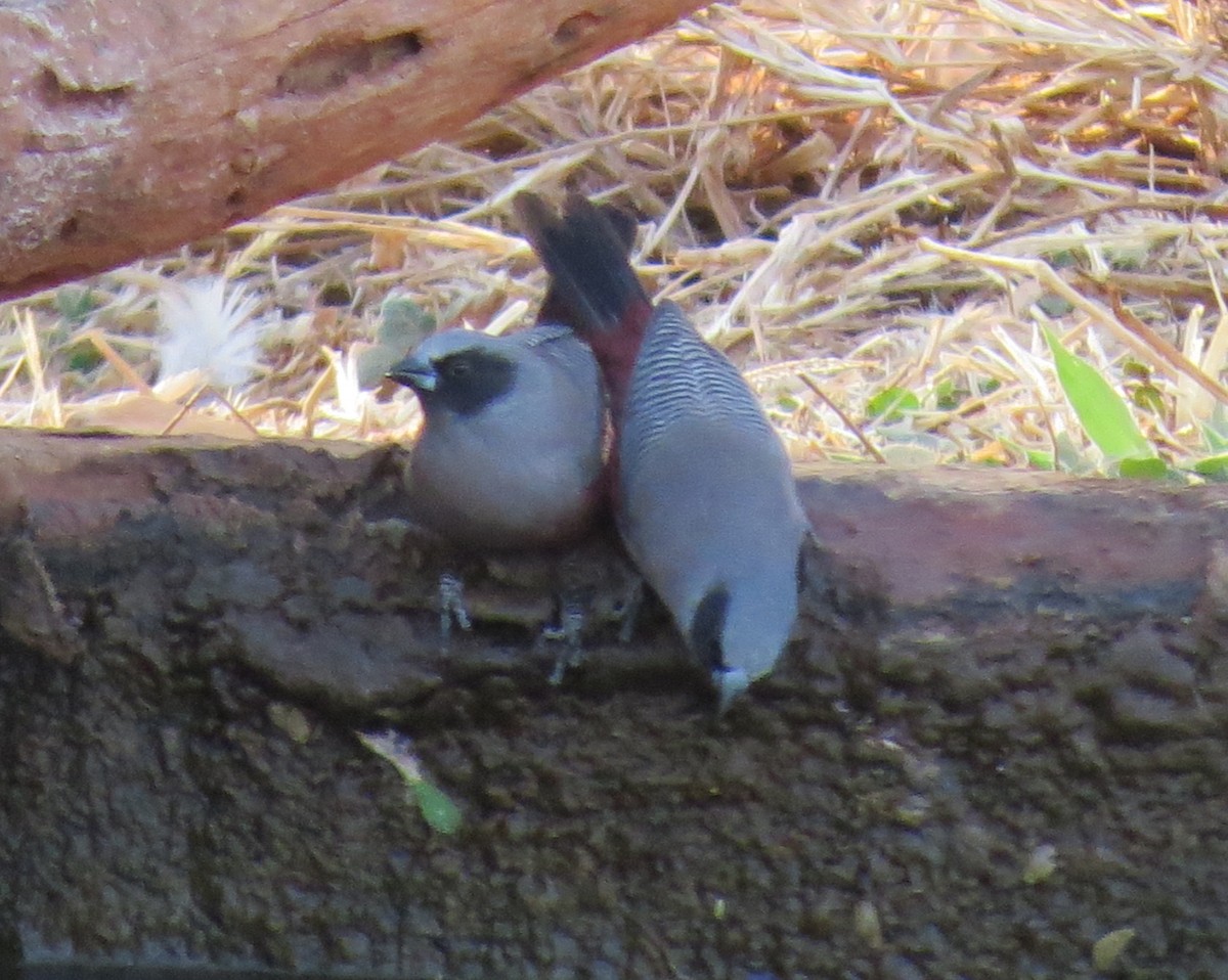 Black-faced Waxbill - ML138906891