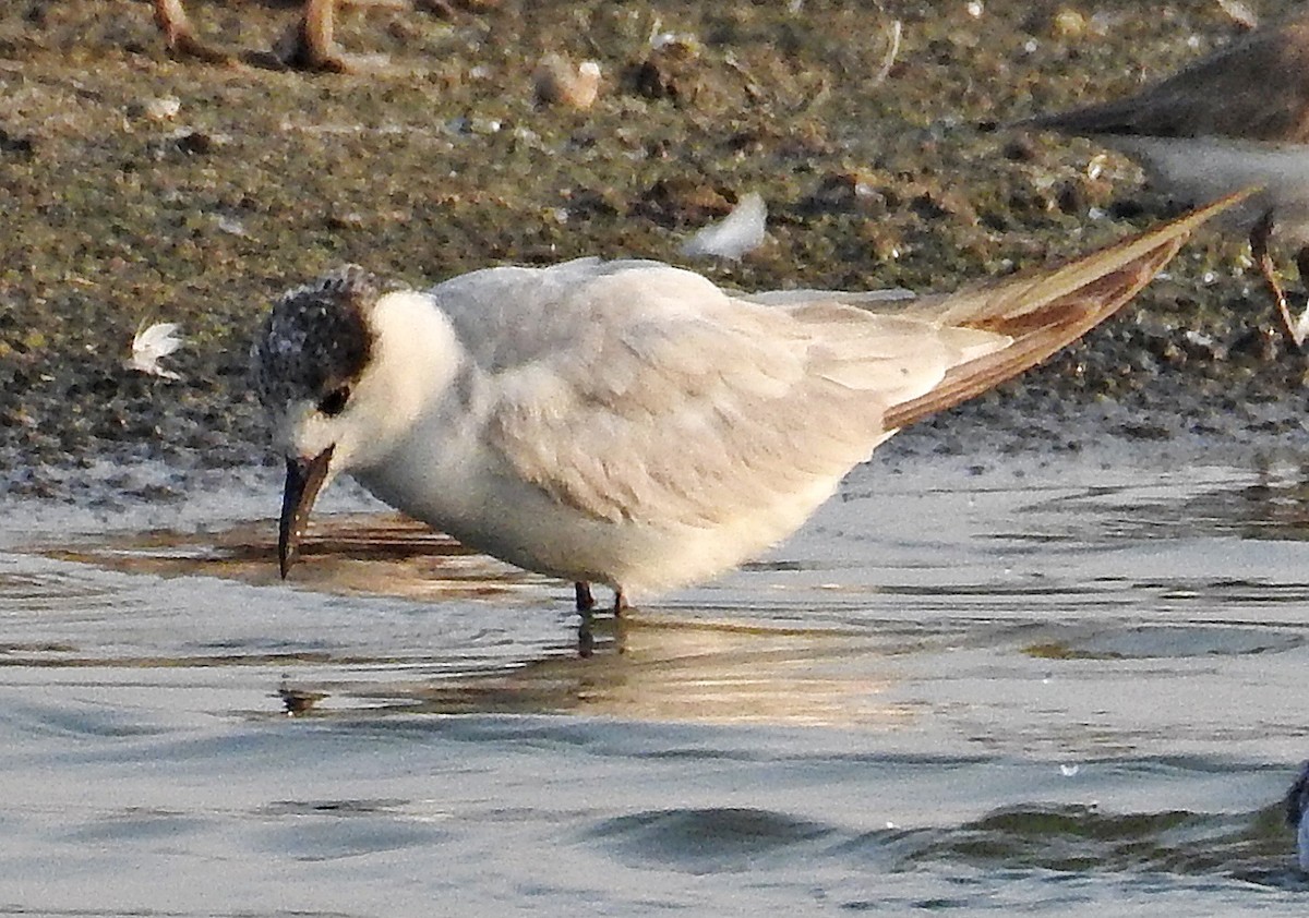 Whiskered Tern - ML138907451