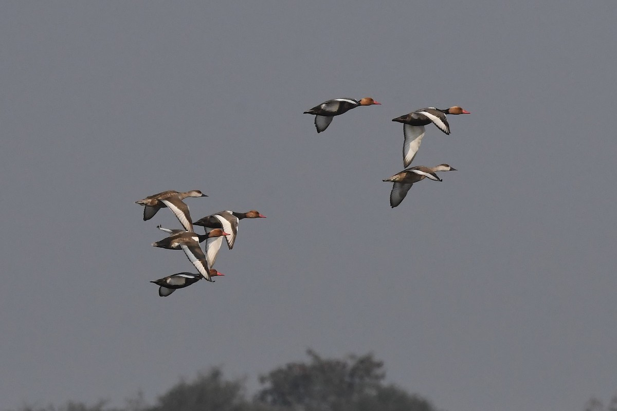 Red-crested Pochard - ML138907541