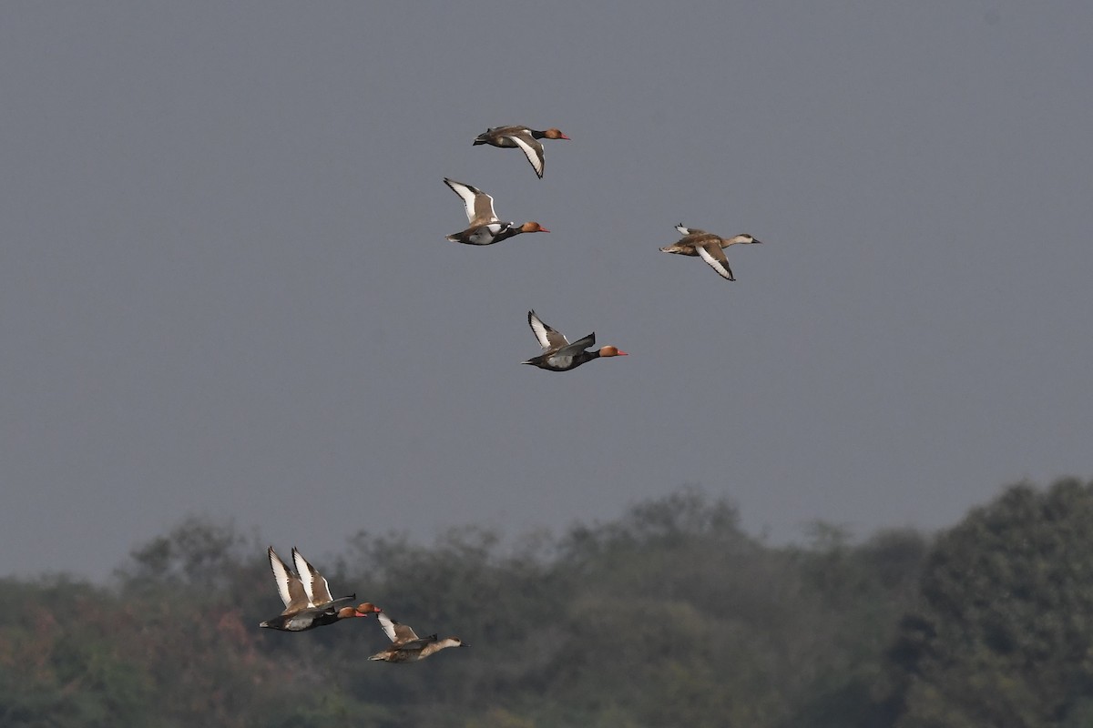 Red-crested Pochard - ML138907561