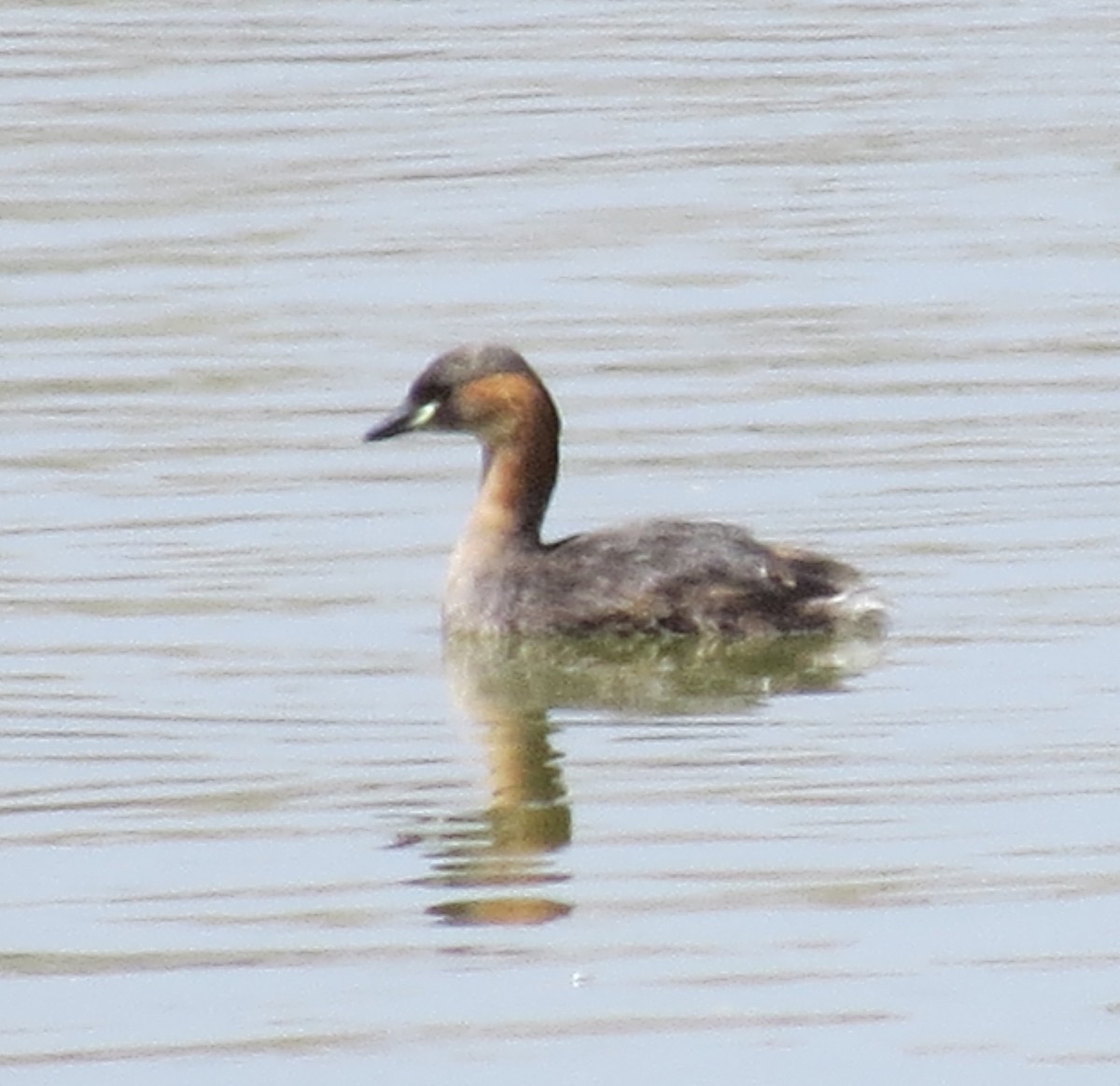 Little Grebe - Daniel Leger