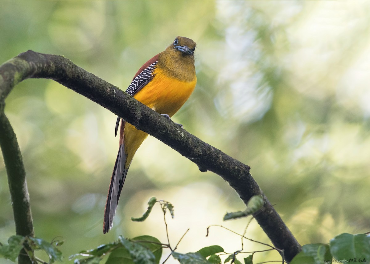 Orange-breasted Trogon - Wai Loon Wong