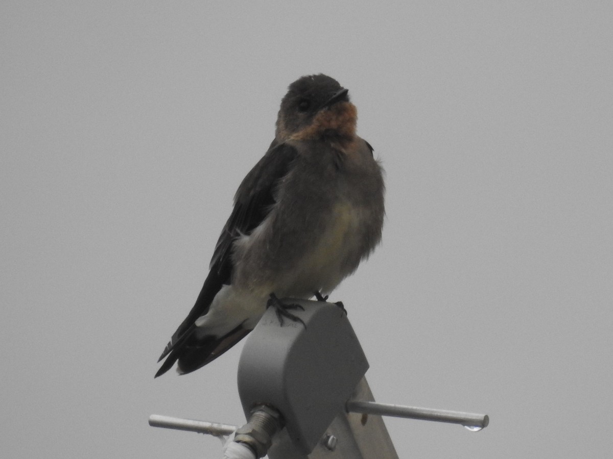 Southern Rough-winged Swallow - Thays Hungria