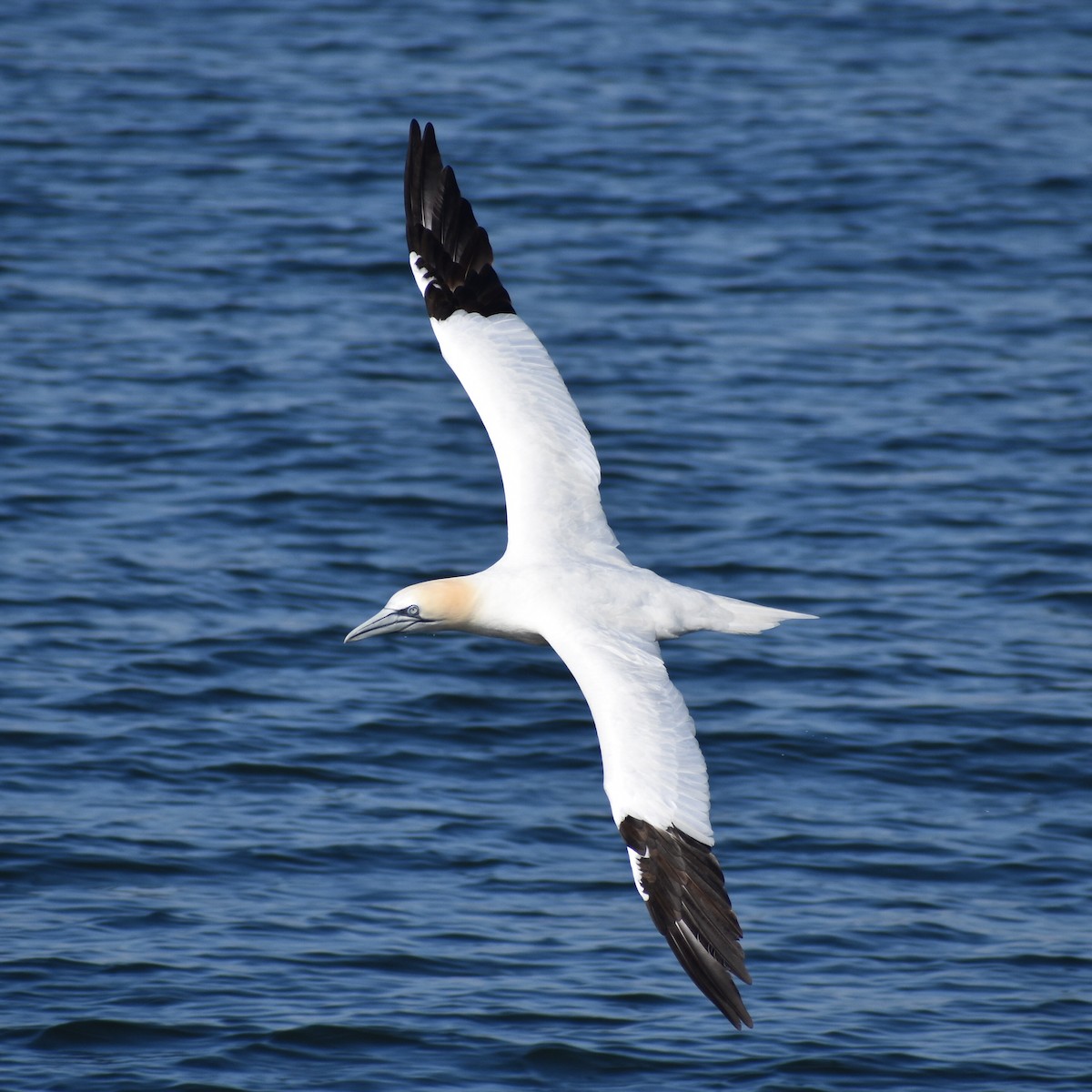 Northern Gannet - ML138912221