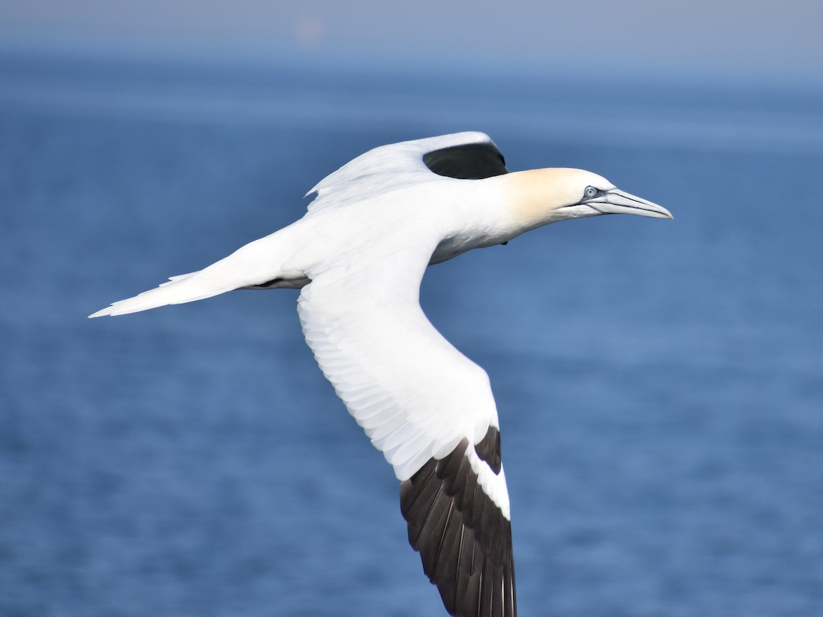 Northern Gannet - ML138912231