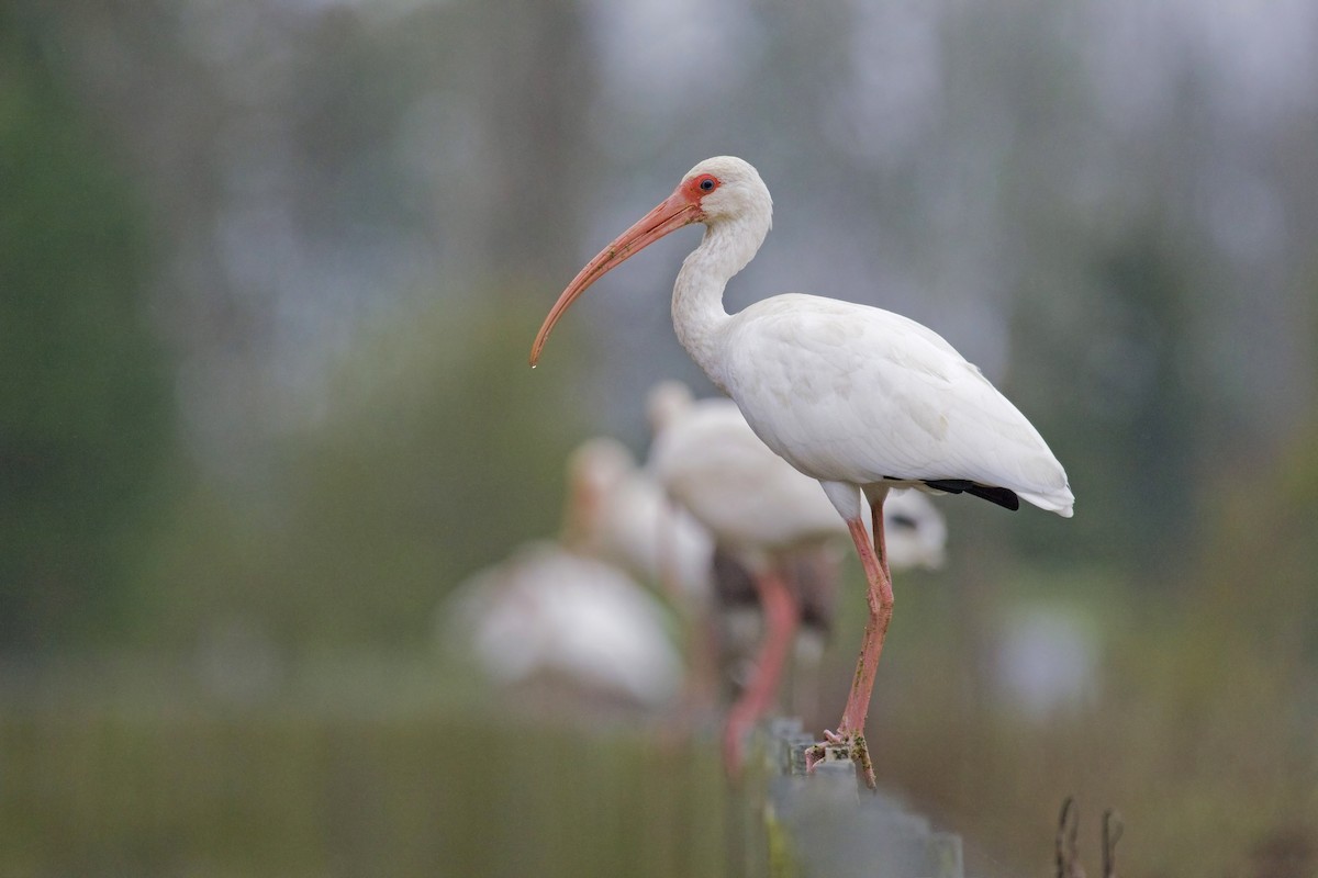 White Ibis - ML138913261