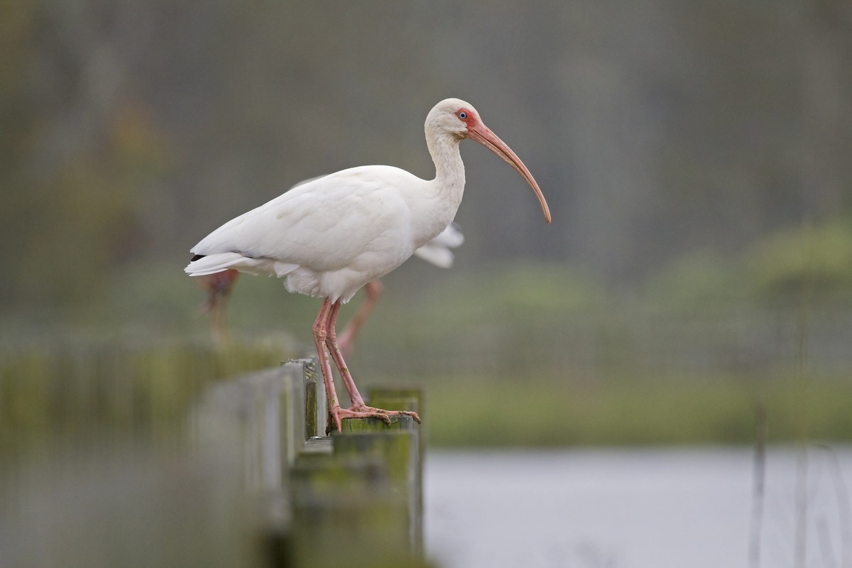 White Ibis - ML138913271