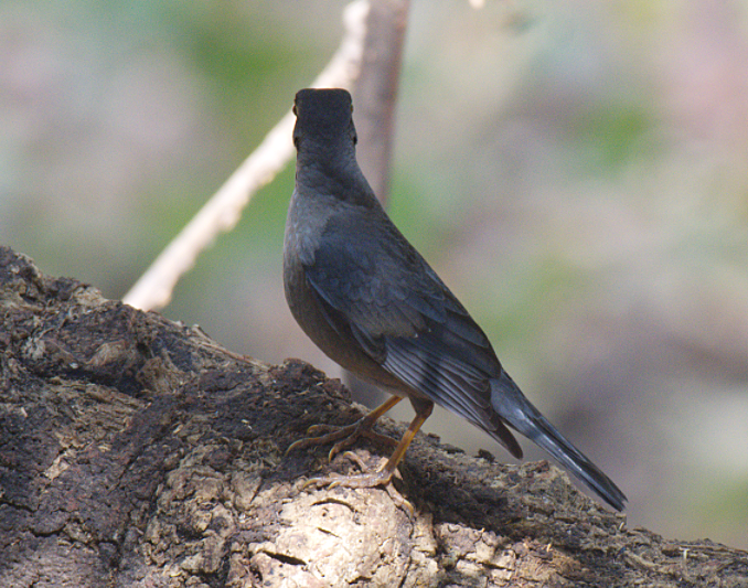 Indian Blackbird - ML138913411