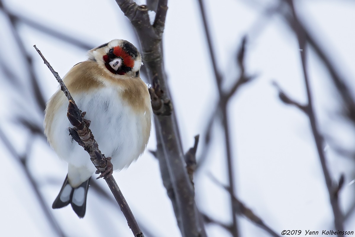 European Goldfinch - Yann Kolbeinsson