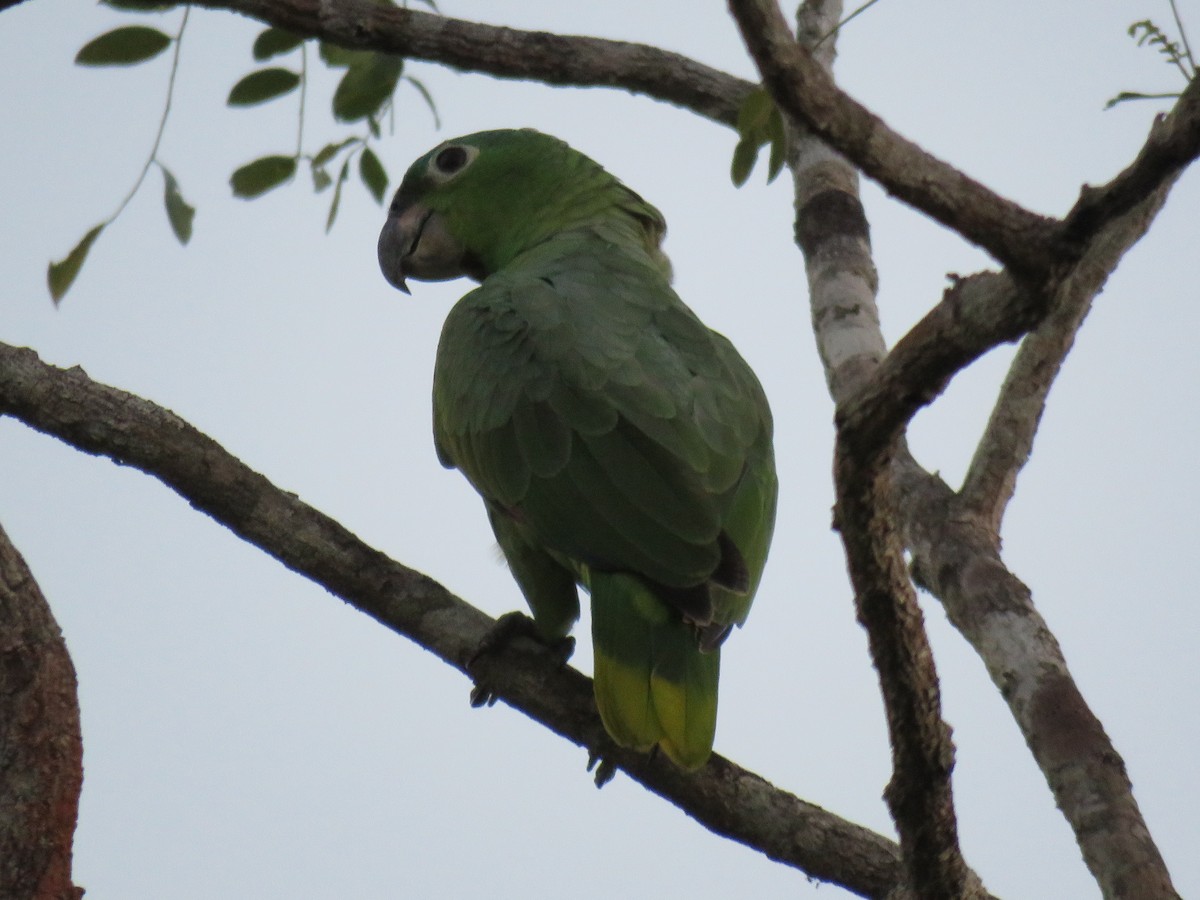 Amazona Harinosa - ML138914221