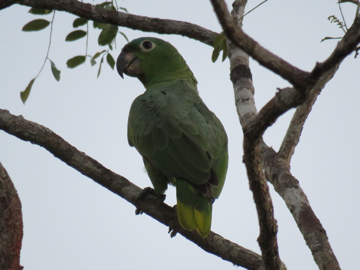 Amazona Harinosa - ML138914241