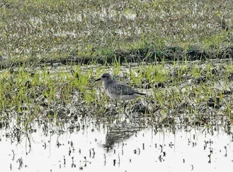 eBird Checklist - 2 Feb 2019 - Rustampur Bhikund, Hastinapur - 80 ...