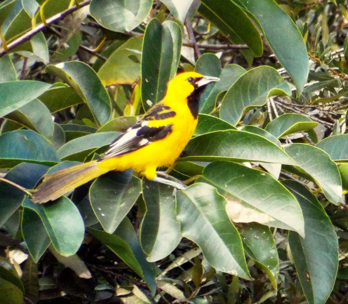 Spot-breasted Oriole - ML138917881