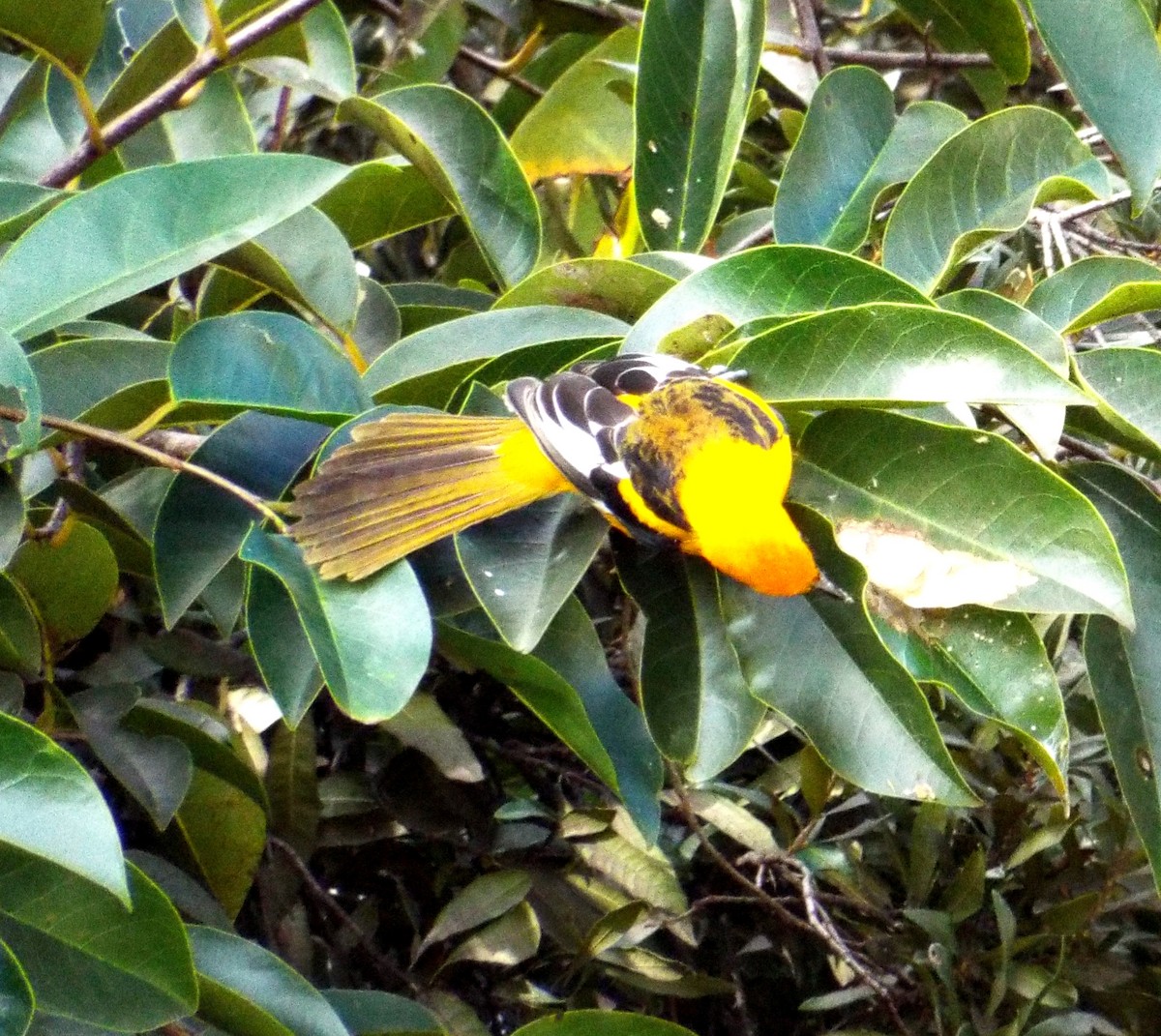 Spot-breasted Oriole - ML138917911