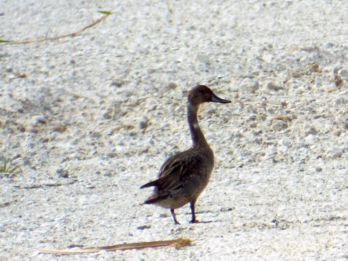 Northern Pintail - ML138917981