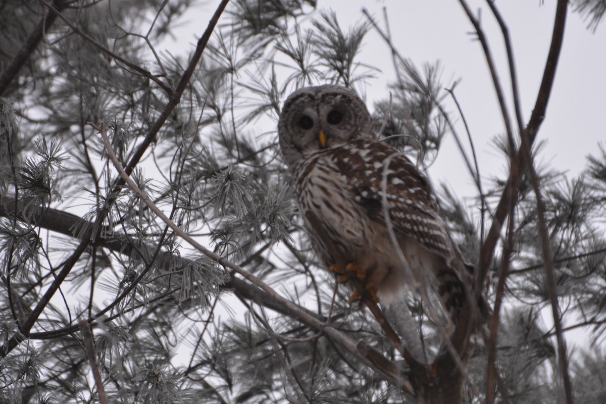 Barred Owl - ML138918081