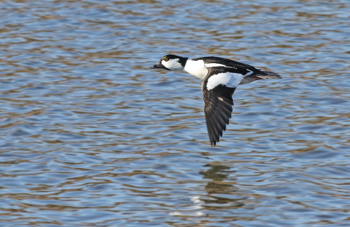 Bufflehead x Common Goldeneye (hybrid) - Peter Trimble