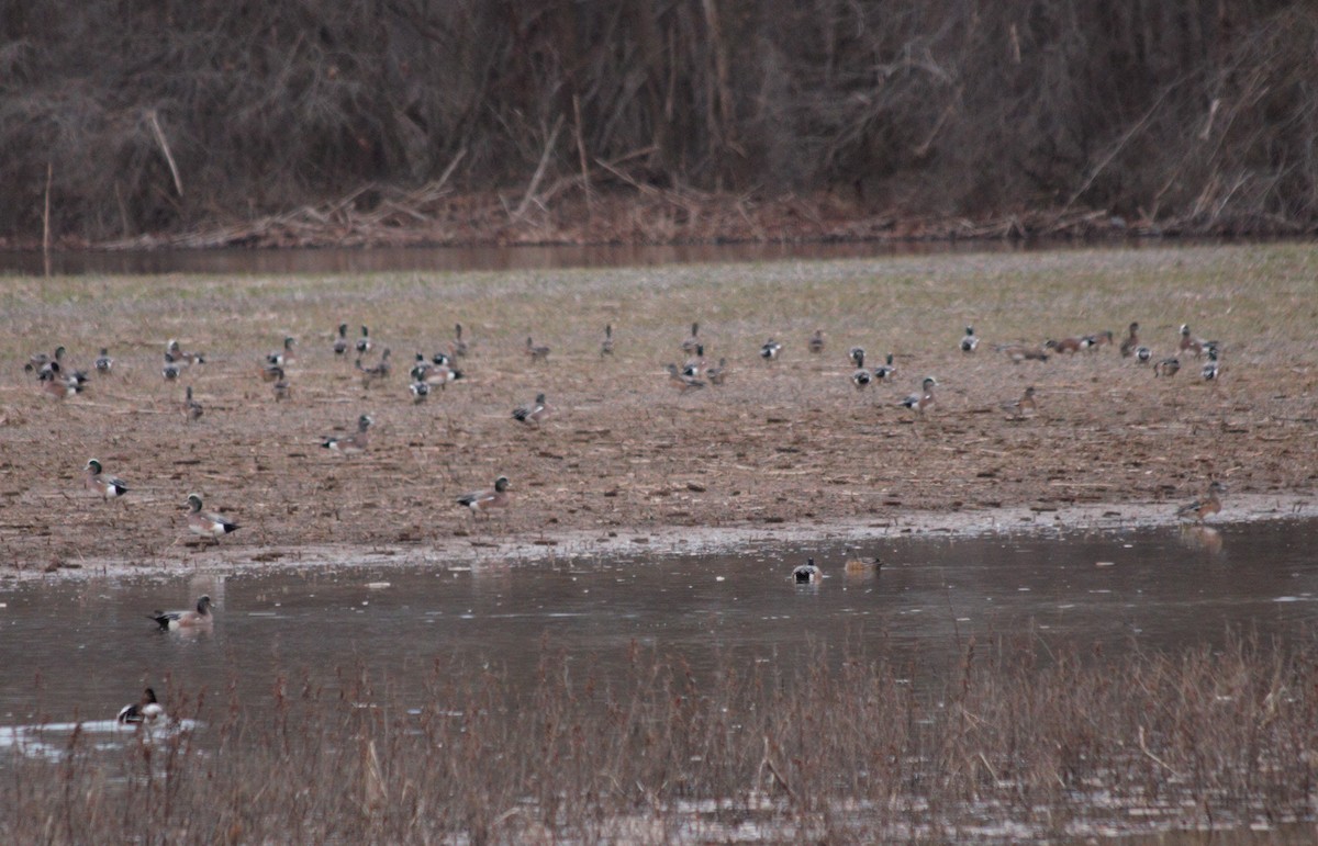 American Wigeon - Stephen Zipperer