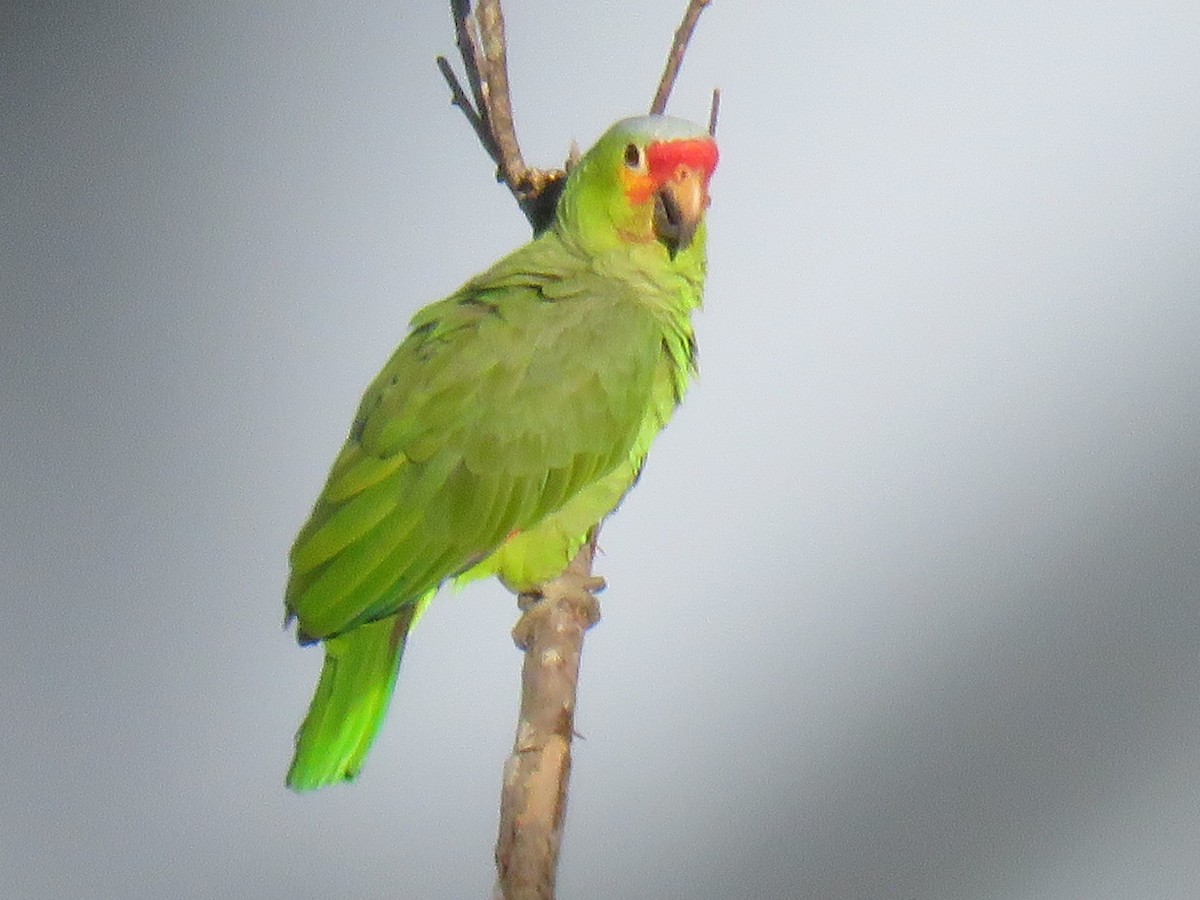 キホオボウシインコ（autumnalis／salvini） - ML138919091