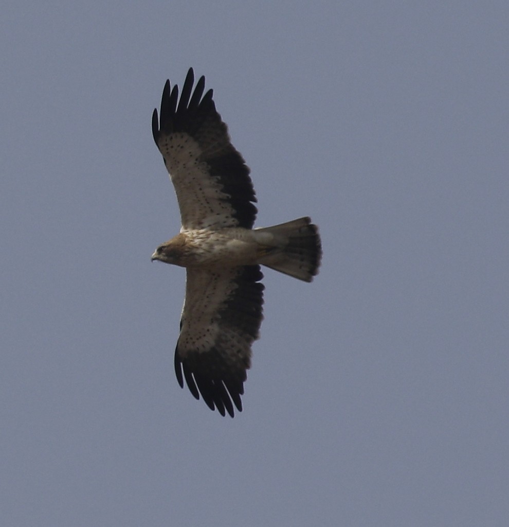 Booted Eagle - ML138919291