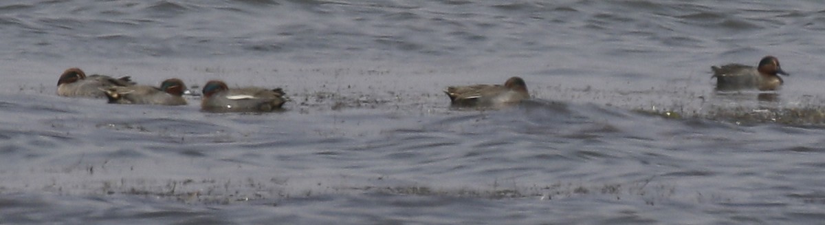 Green-winged Teal - ML138919661