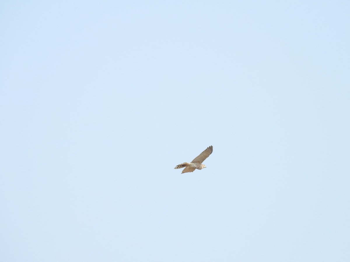 Змееяд - ML138919681