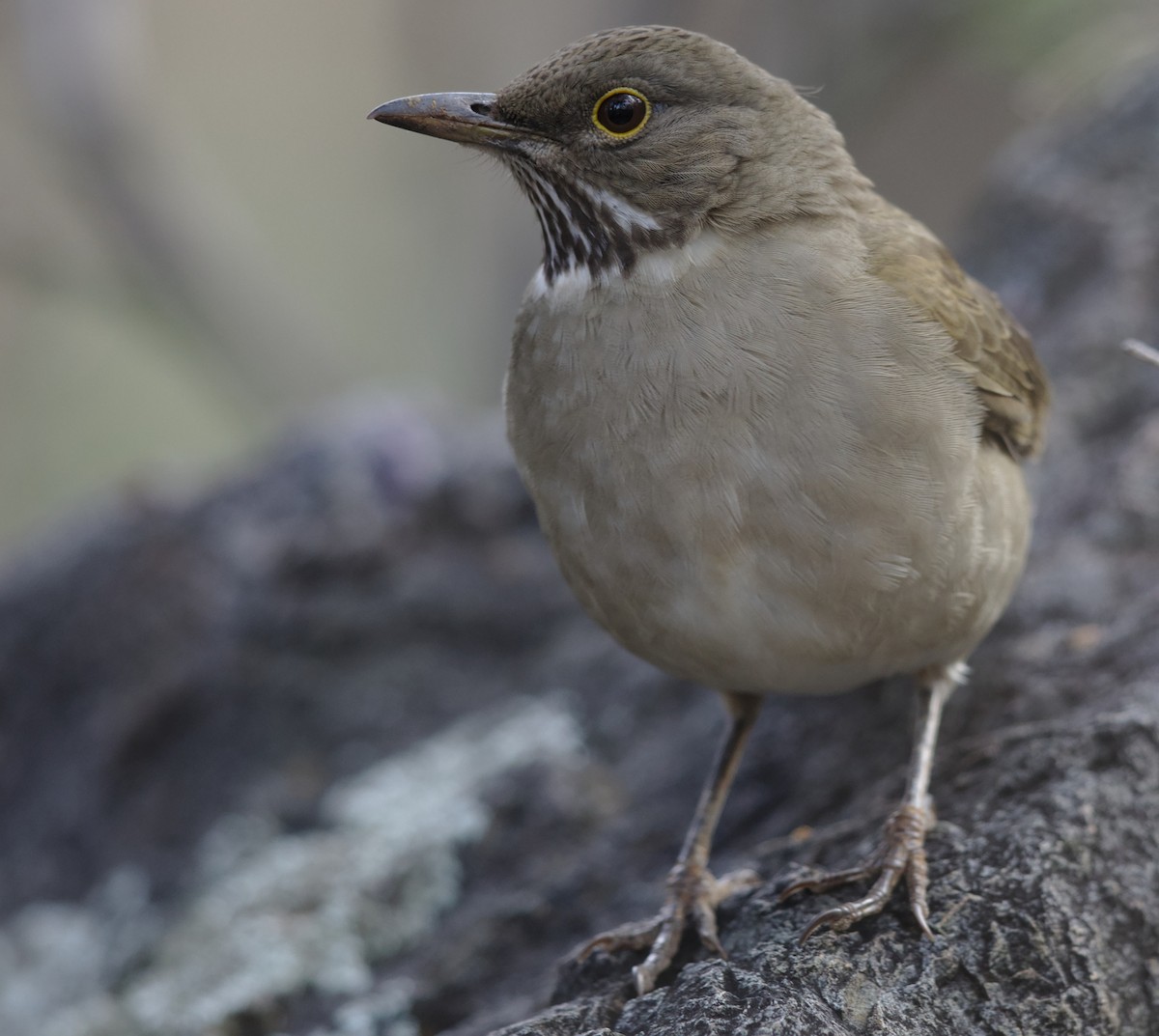 White-throated Thrush - Mark Scheel