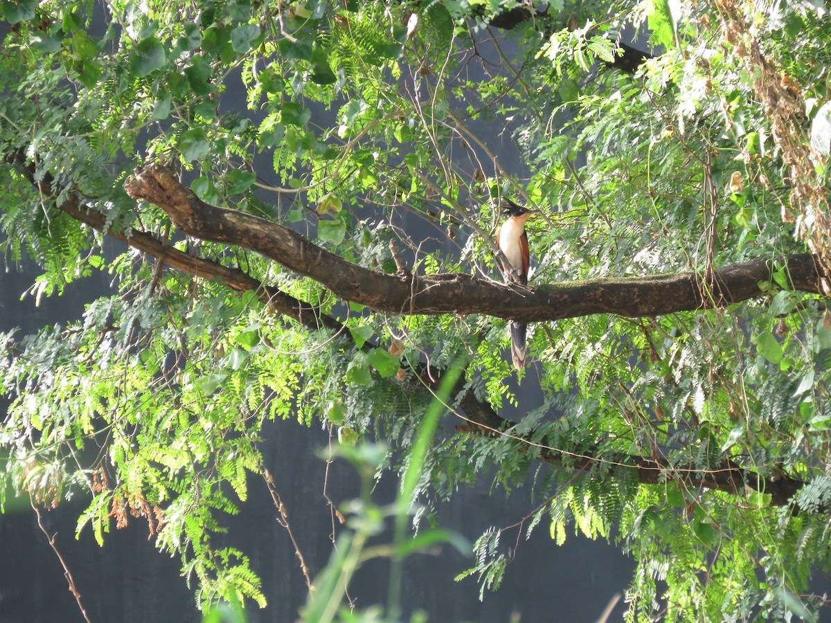 Chestnut-winged Cuckoo - ML138920451