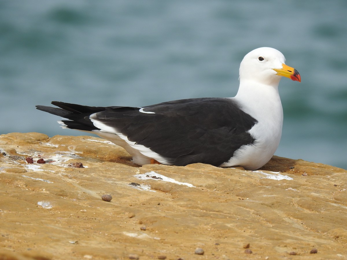 Belcher's Gull - ML138921351