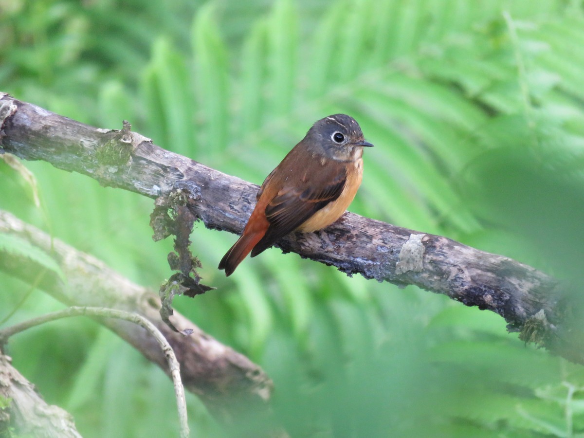 Ferruginous Flycatcher - ML138921441