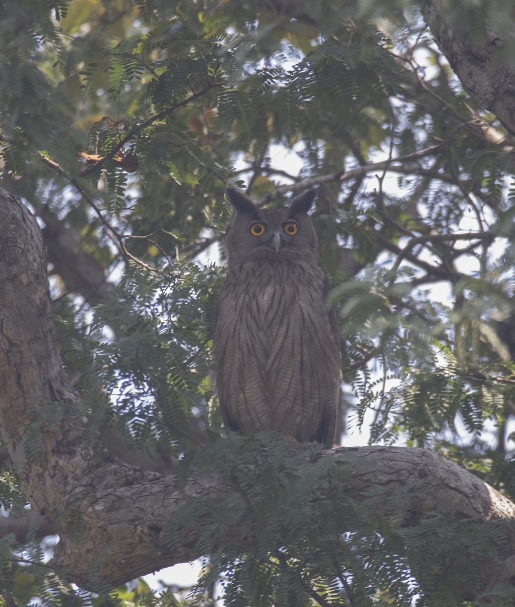 Dusky Eagle-Owl - ML138922921