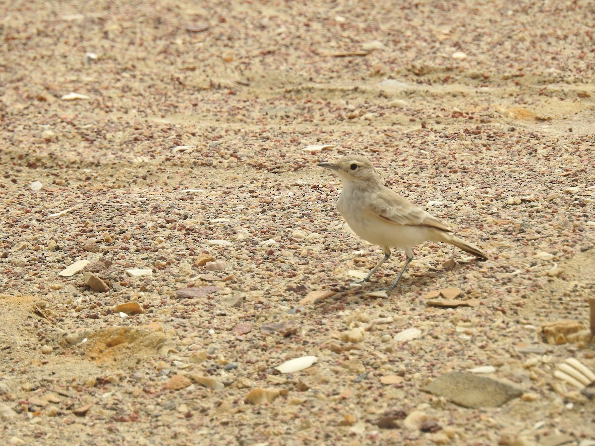 Peru Madencisi - ML138923131