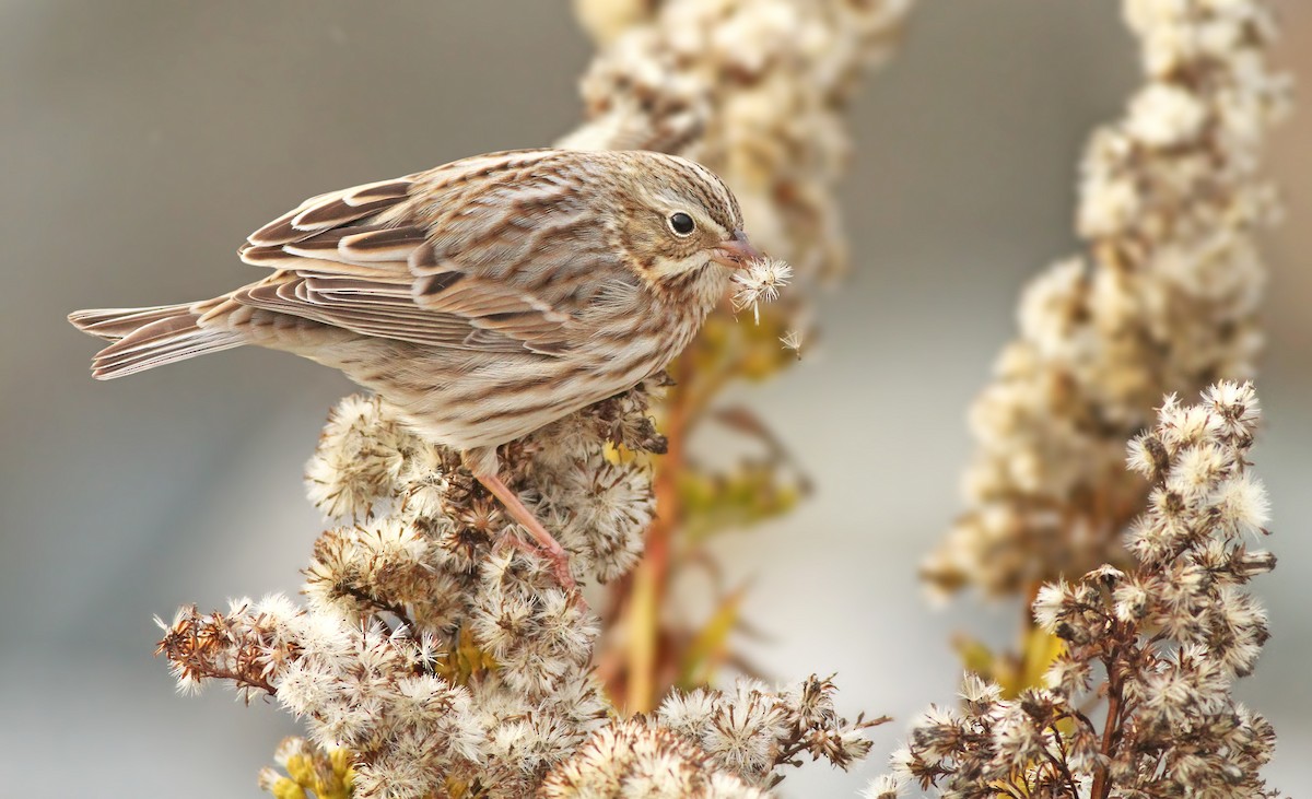 Savannah Sparrow (Ipswich) - ML138923311