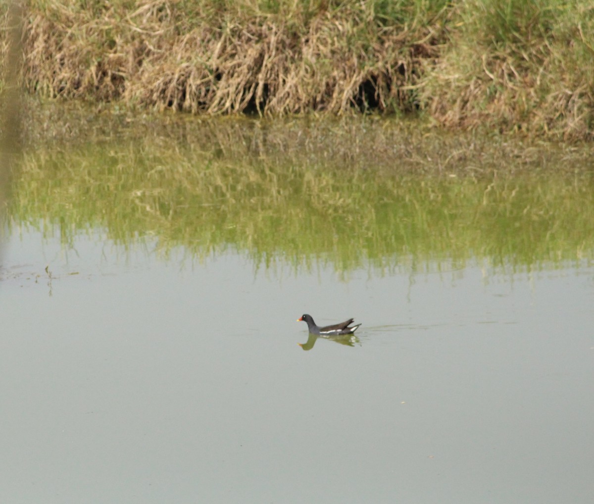 Eurasian Moorhen - ML138923321