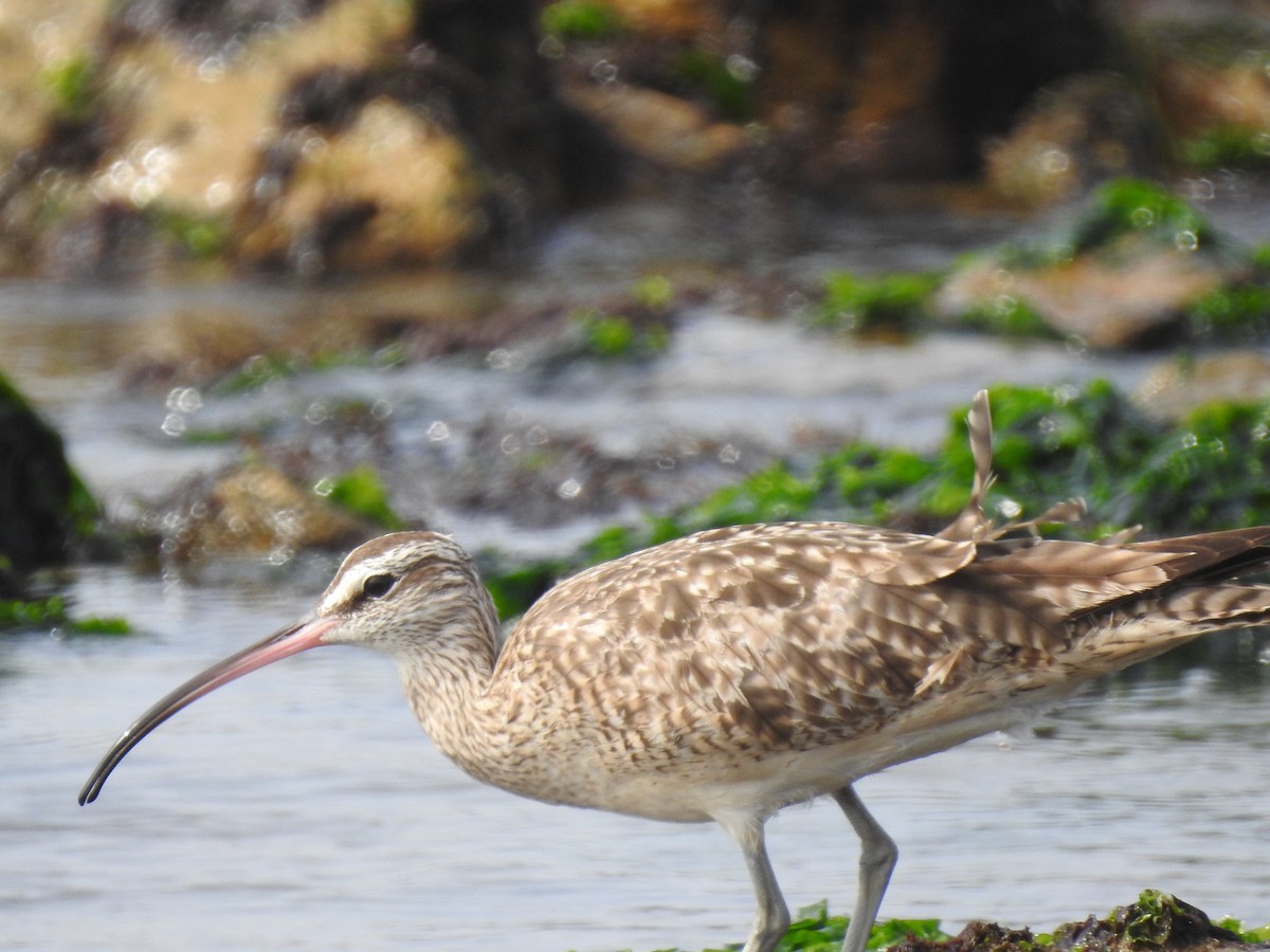 Whimbrel - ML138923481