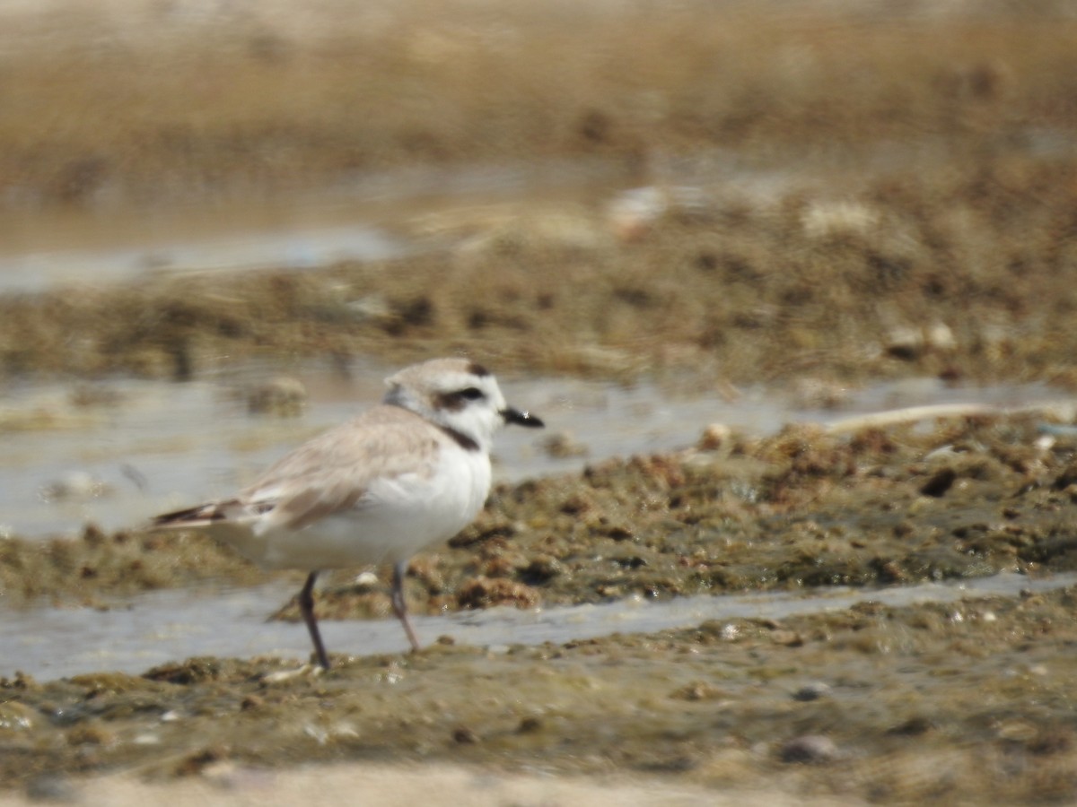 Snowy Plover - ML138923671