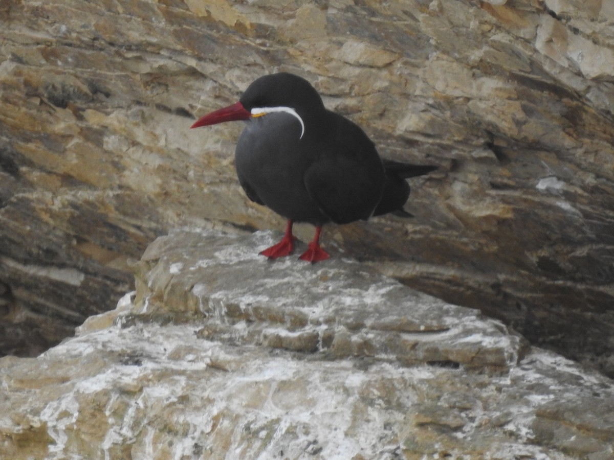 Inca Tern - ML138924061