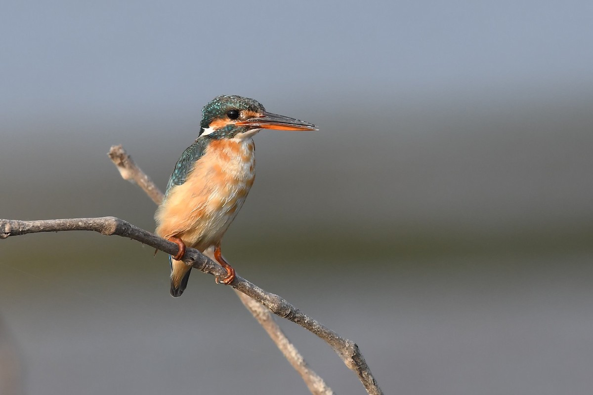Common Kingfisher - Sriram Reddy