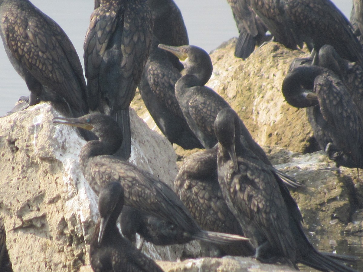 Cormoran à cou brun - ML138926781