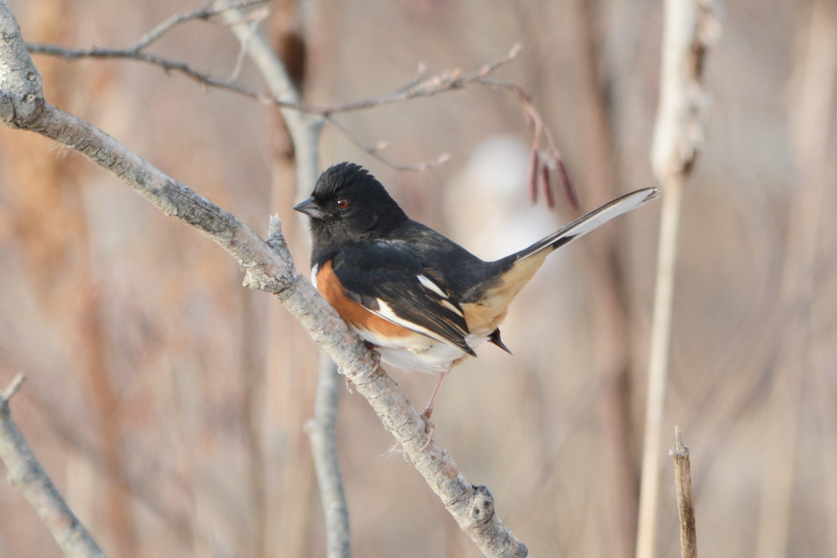 Eastern Towhee - Steve Mierzykowski