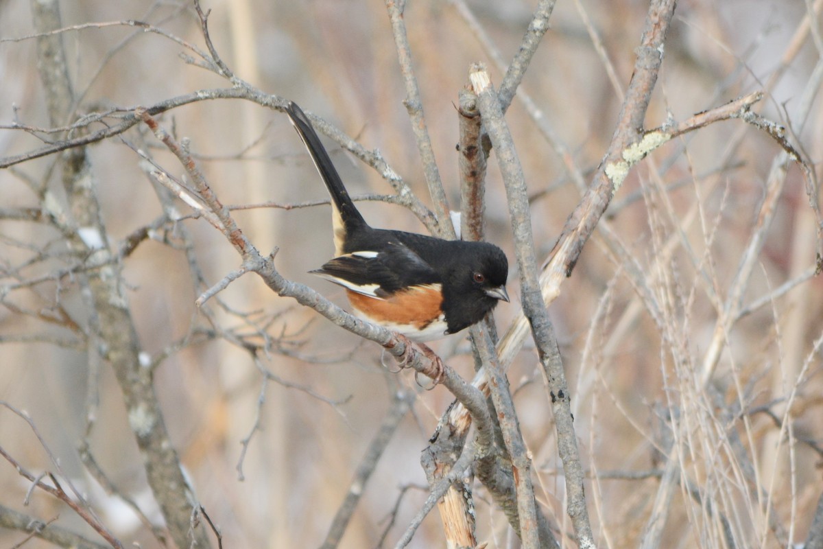 Eastern Towhee - ML138927091