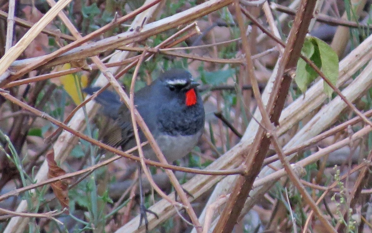 Himalayan Rubythroat - ML138927441