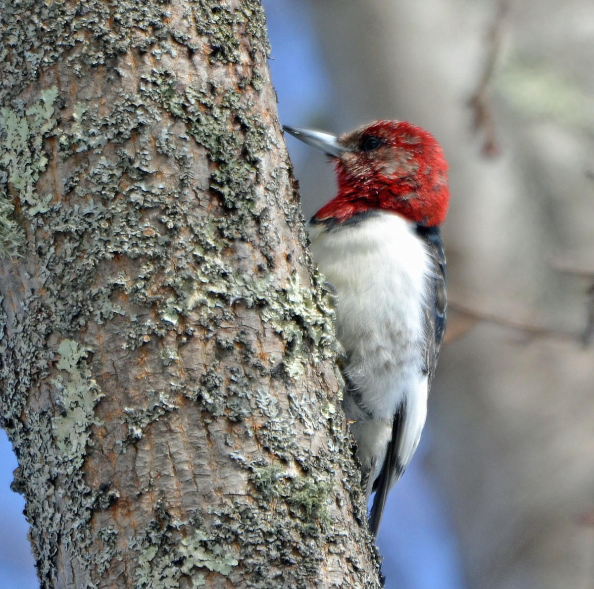 Red-headed Woodpecker - Michael J Good