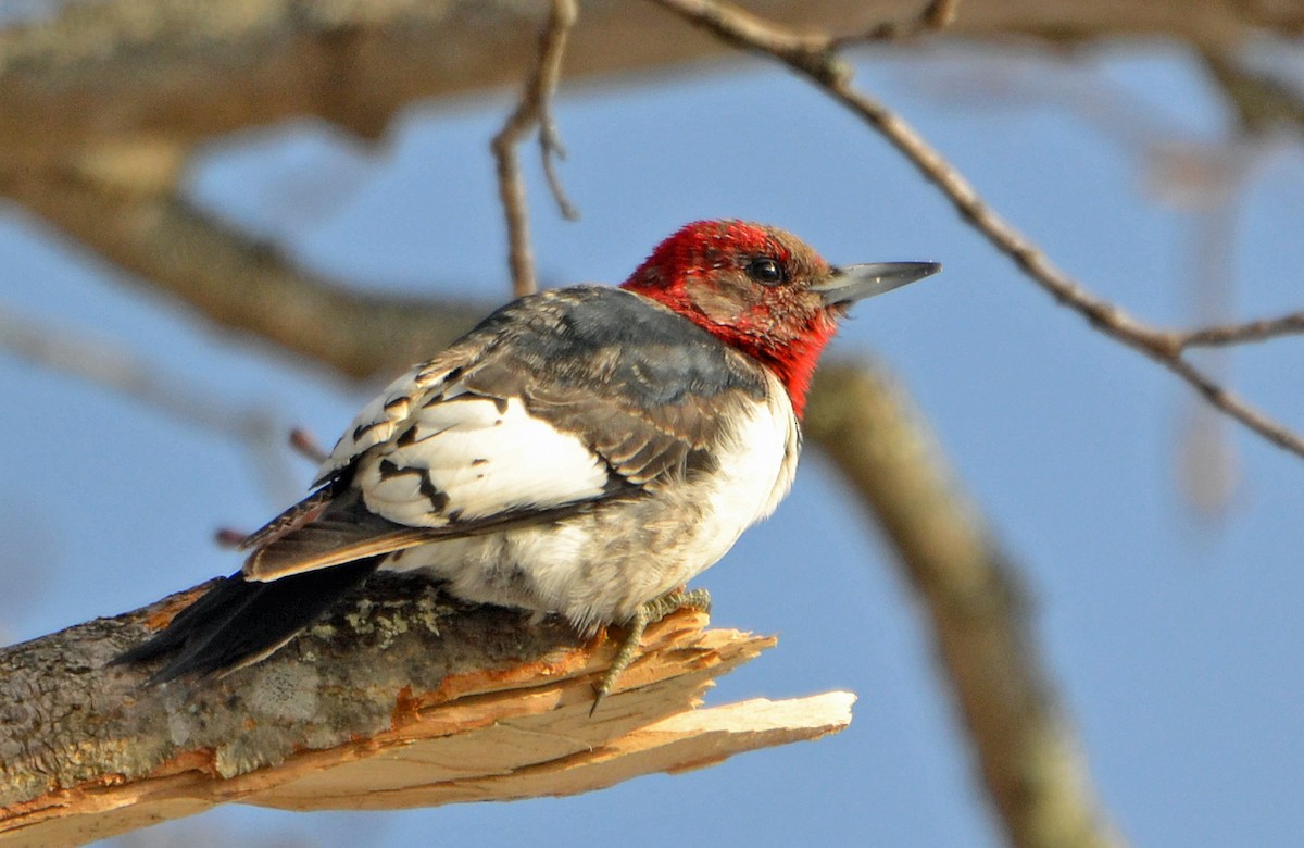 Red-headed Woodpecker - Michael J Good