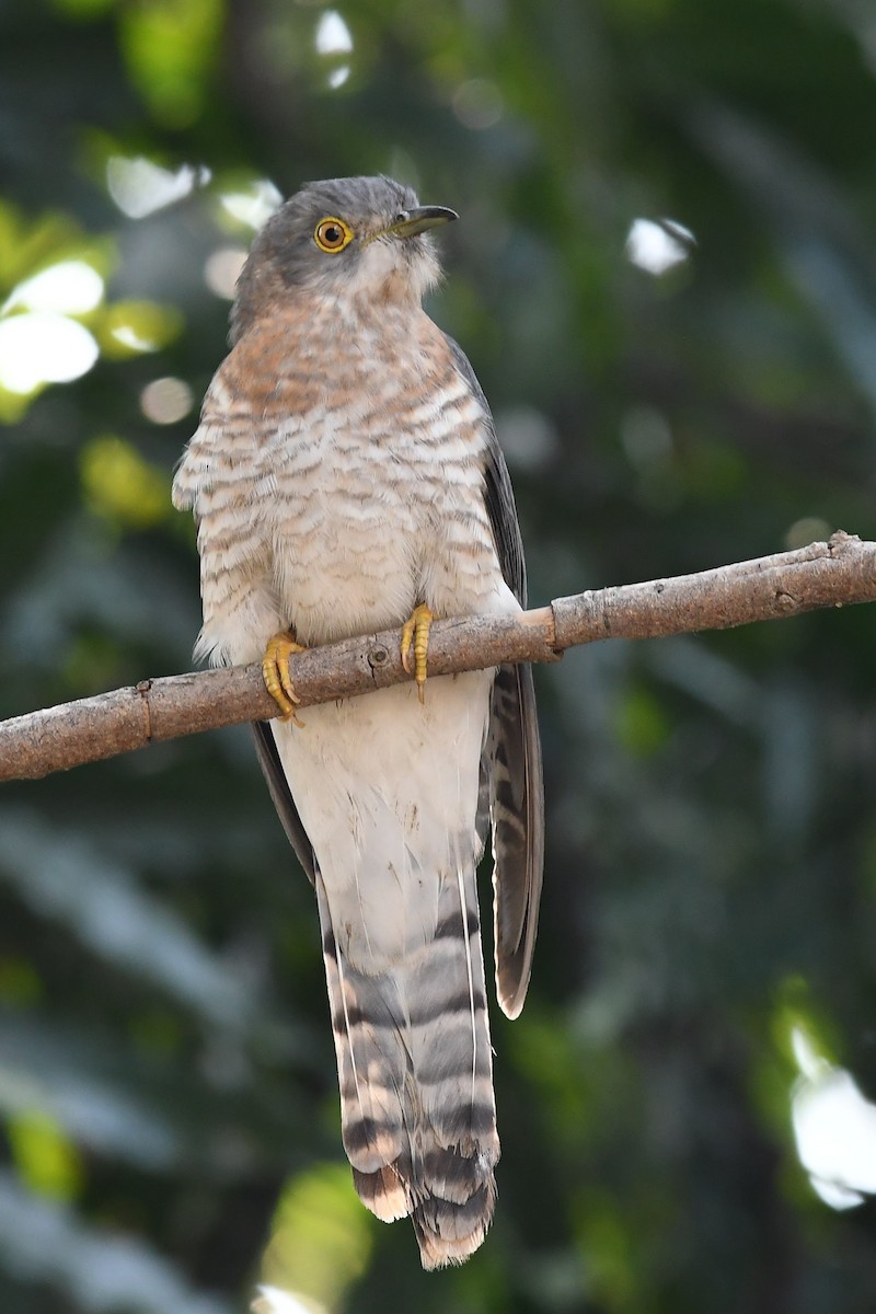 Common Hawk-Cuckoo - Sriram Reddy