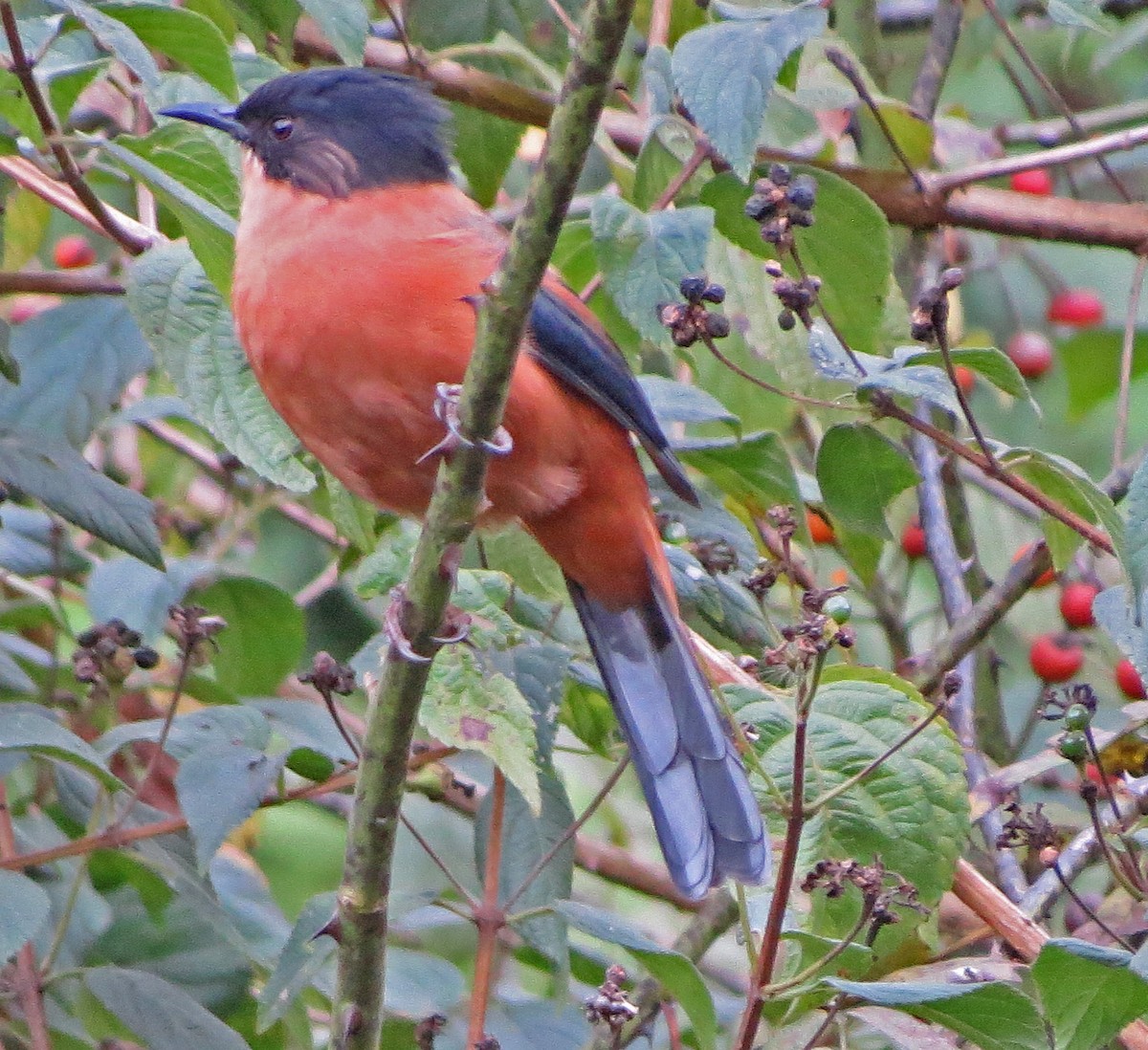 Rufous Sibia - ML138928581