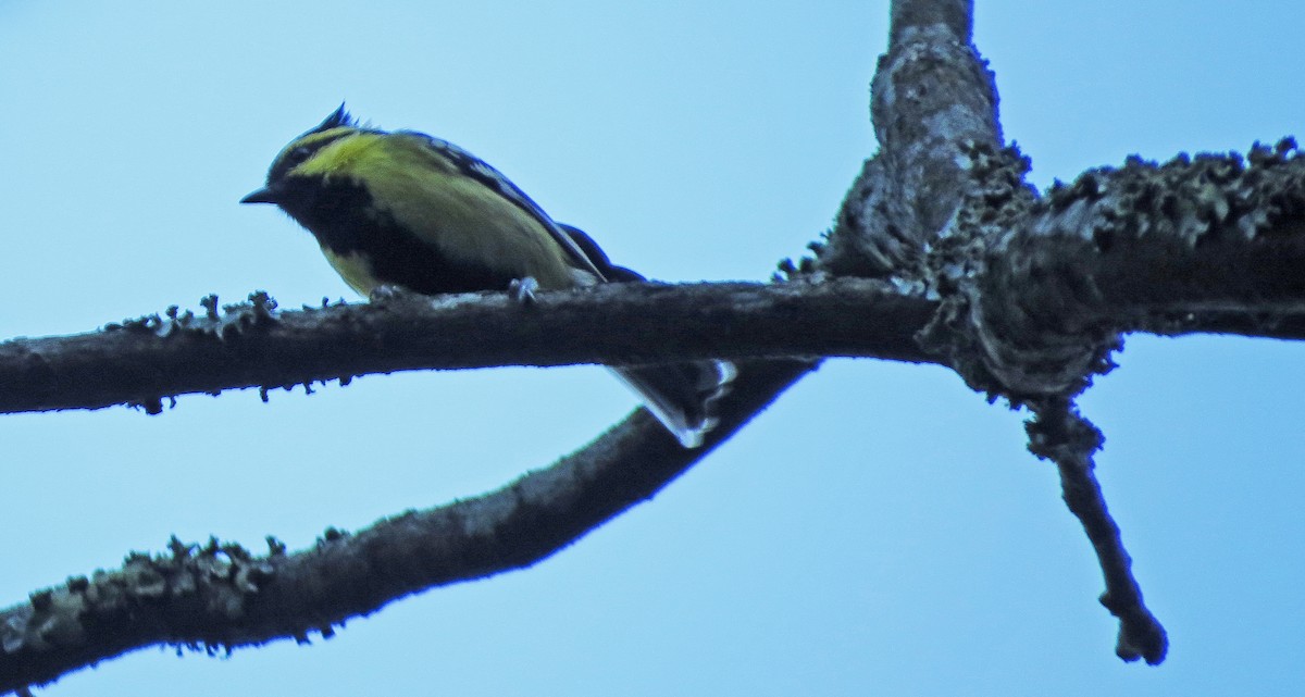 Himalayan Black-lored Tit - ML138928851